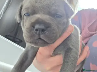 Staffordshire Bull Terrier dogs KC champ Staffies - Advert 11