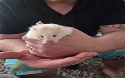 Hamster rodents for sale: Syrian hamster  - Image 1