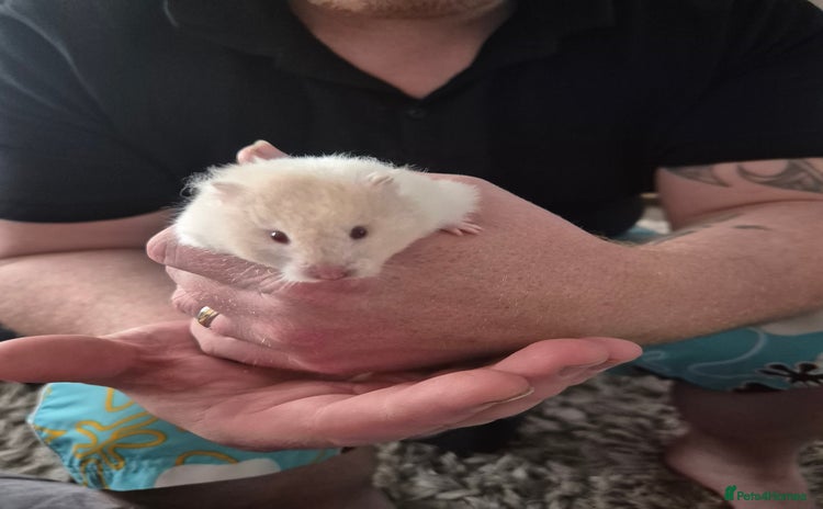 Hamster rodents - Advert 10