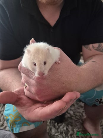 Hamster rodents - Advert 10