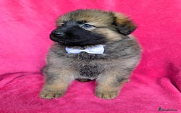 German Shepherd dogs for sale: Adorable German Shepherd puppies - Image 7