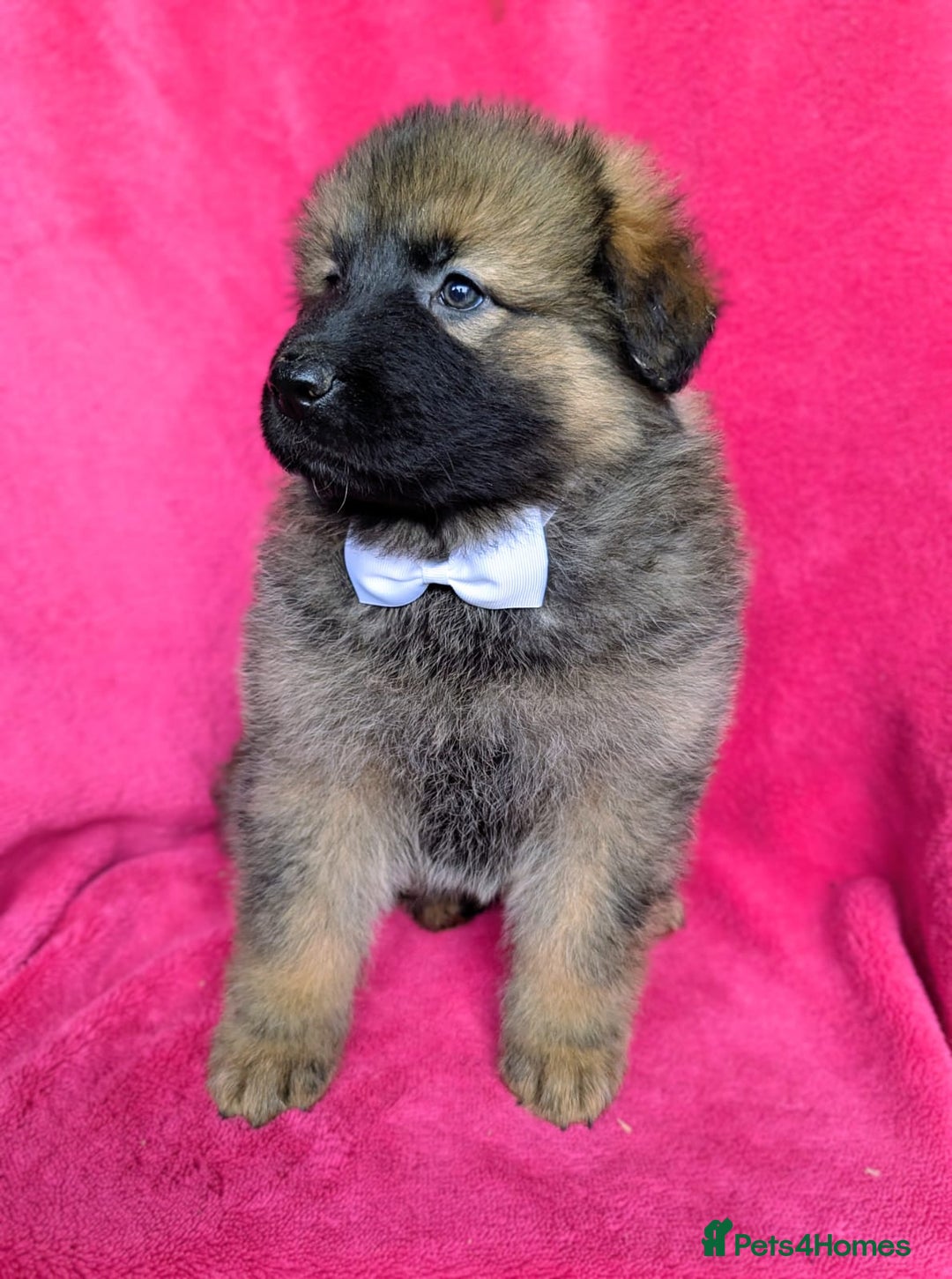 German Shepherd dogs for sale: Adorable German Shepherd puppies - Image 7