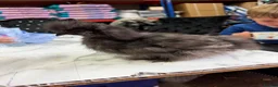 Chickens poultry for sale: 🐥🐣🥚USA Bearded silkies🐥Vorwerk🐥Brahmas🥚🐣🐥 - Advert 13