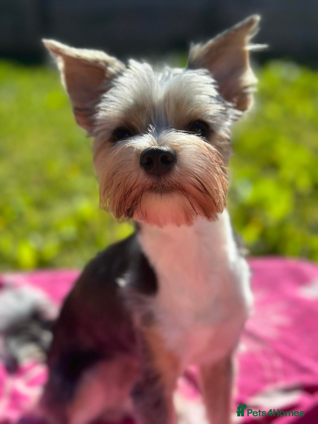 Yorkshire Terrier dogs for stud: DNA TESTED Biewer Yorkshire Terrier for stud in Birkenhead - Image 6