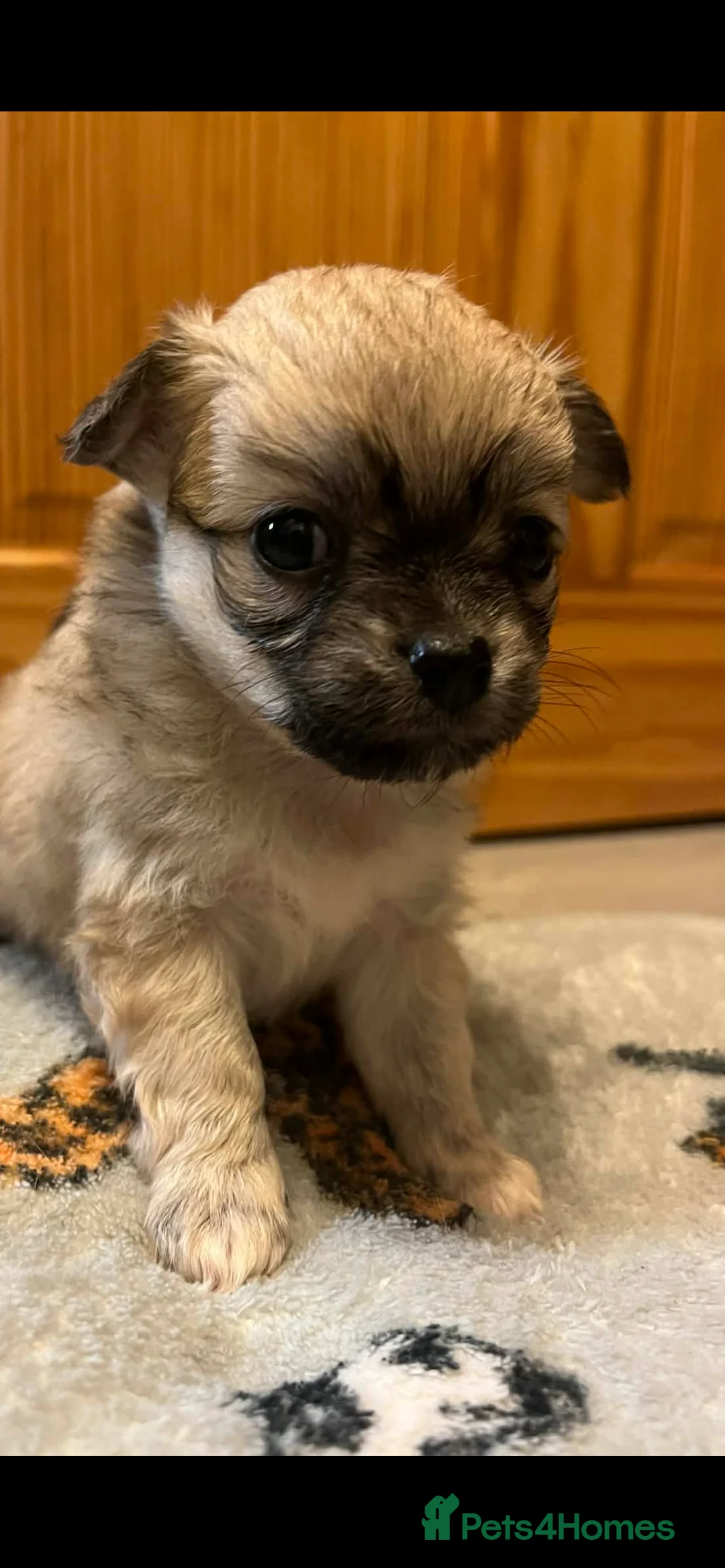 Chihuahua dogs for sale: Long coated chihuahua puppies  - Advert 4