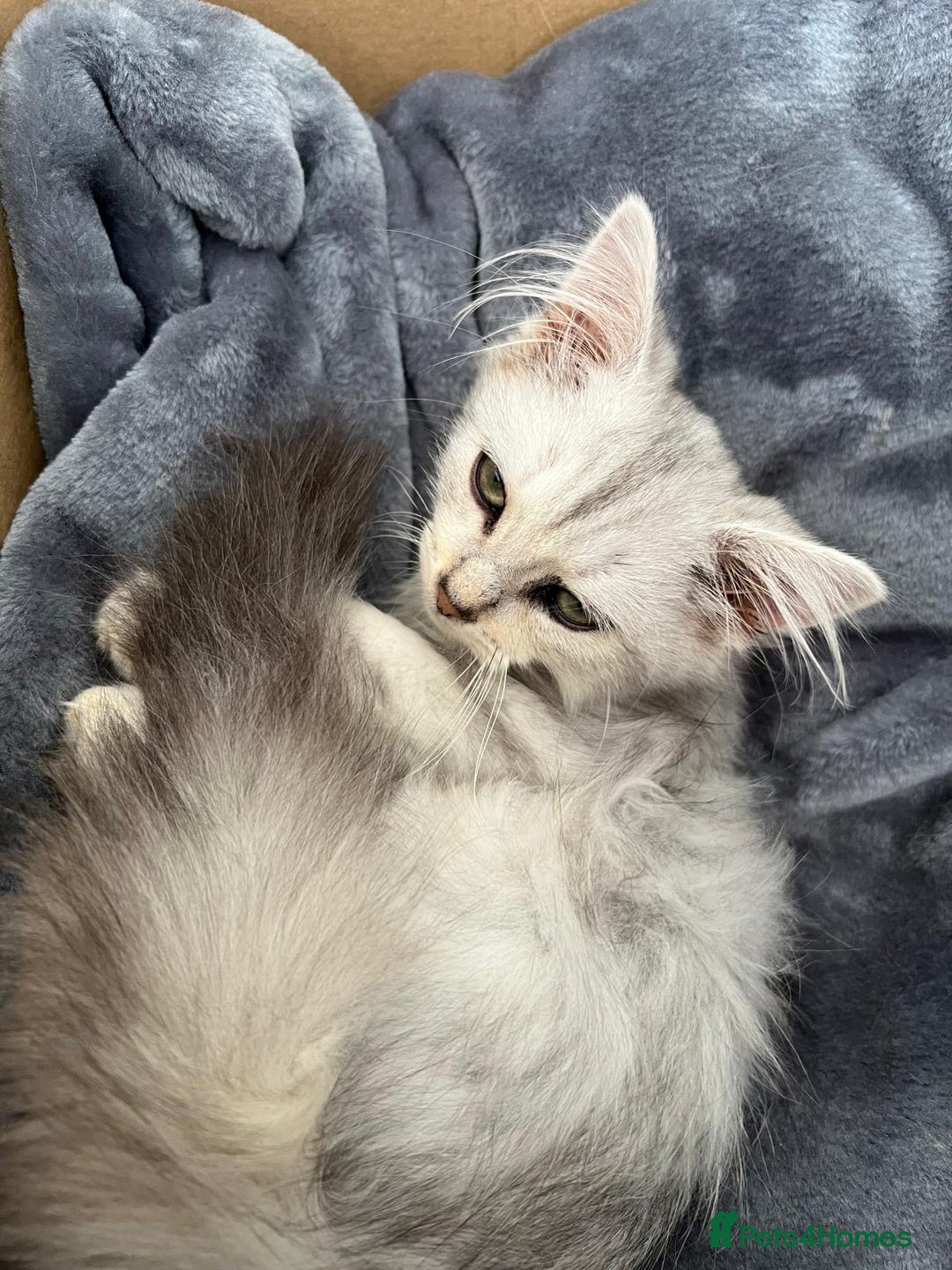 Siberian cats for sale: Adorable Siberian Kitten - Image 8