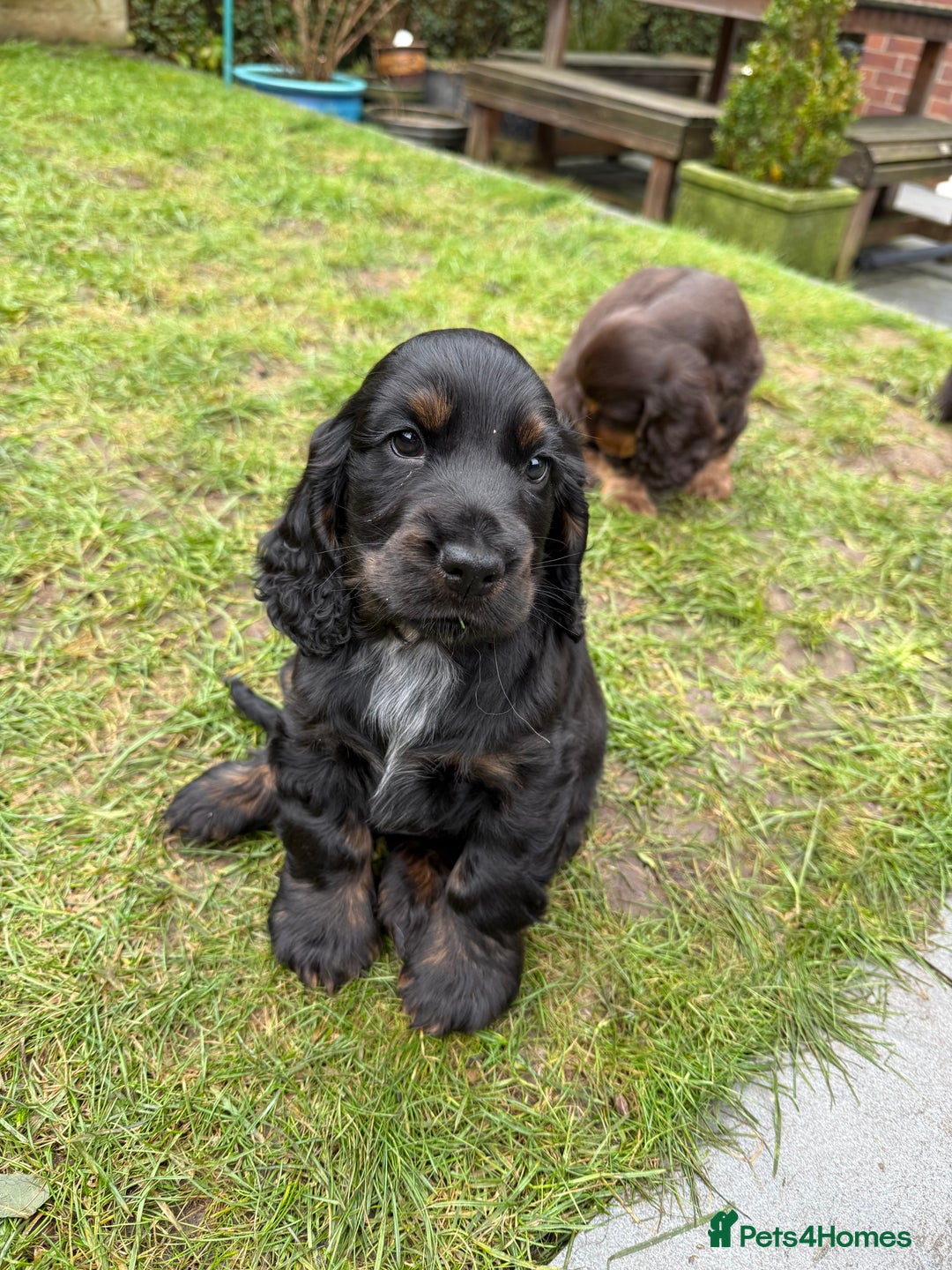 Cocker Spaniel dogs for sale: KC Reg Show Type Cocker Spaniel Puppies - Advert 4