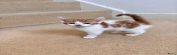 Mixed Breed cats for sale: Kittens for sale  - Advert 3