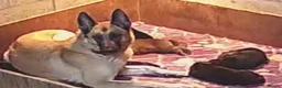 German Shepherd dogs for sale: German Shepherd pup - Advert 5
