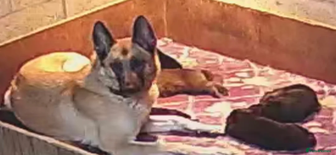 German Shepherd dogs for sale: German Shepherd pup - Advert 5