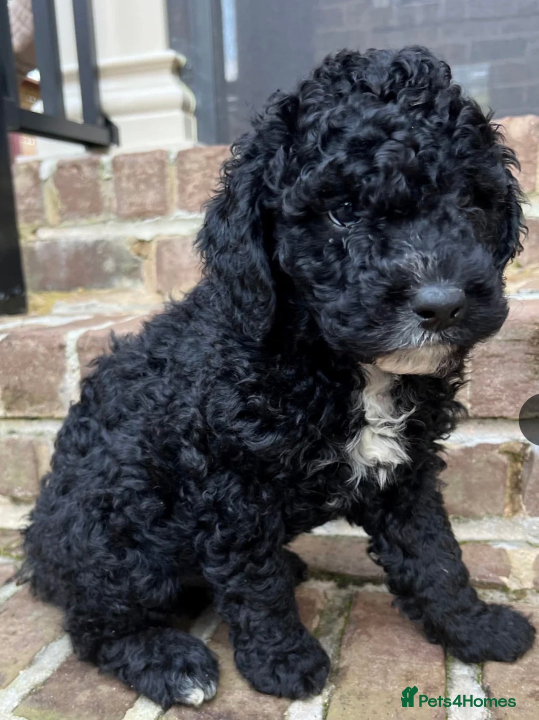 Bernedoodle dogs for sale: EXCEPTIONAL MINI BERNADOODLE PUPS. - Advert 3