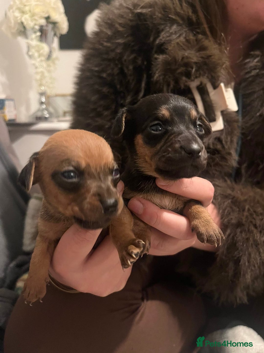 Mixed Breed dogs for sale: Dachshund x Chihuahua - Advert 1