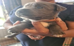 Staffordshire Bull Terrier dogs for sale: Staffy pups beautiful.. Girls avaliable  - Image 7
