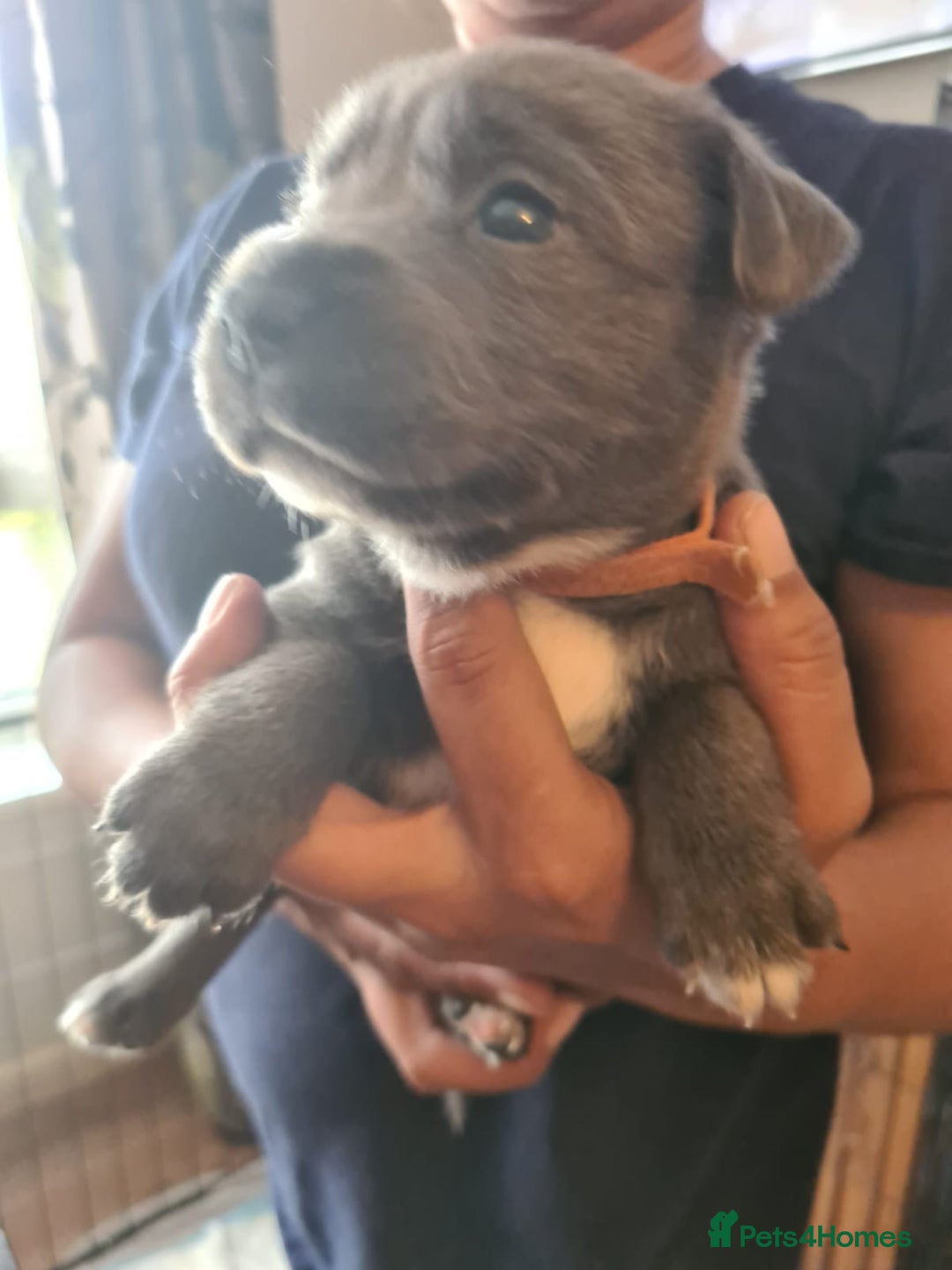 Staffordshire Bull Terrier dogs for sale: Staffy pups beautiful.. Girls avaliable  - Image 7