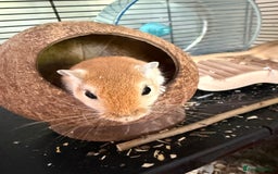 Gerbil rodents for sale: 4 males gerbils and set up  - Image 9