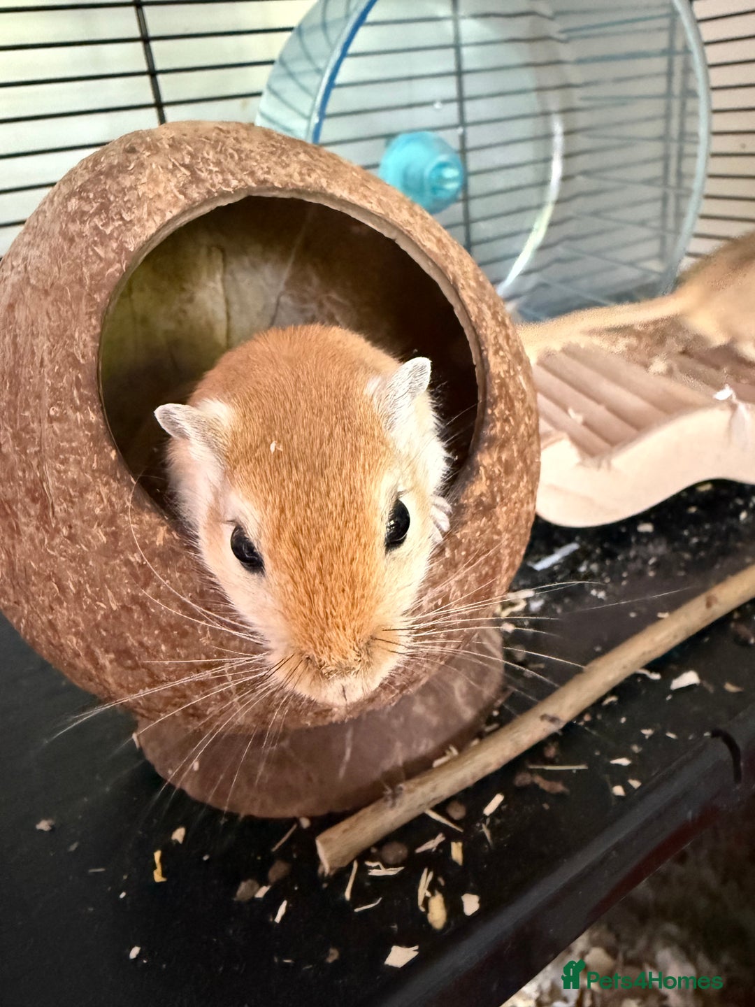 Gerbil rodents for sale: 4 males gerbils and set up  - Image 9