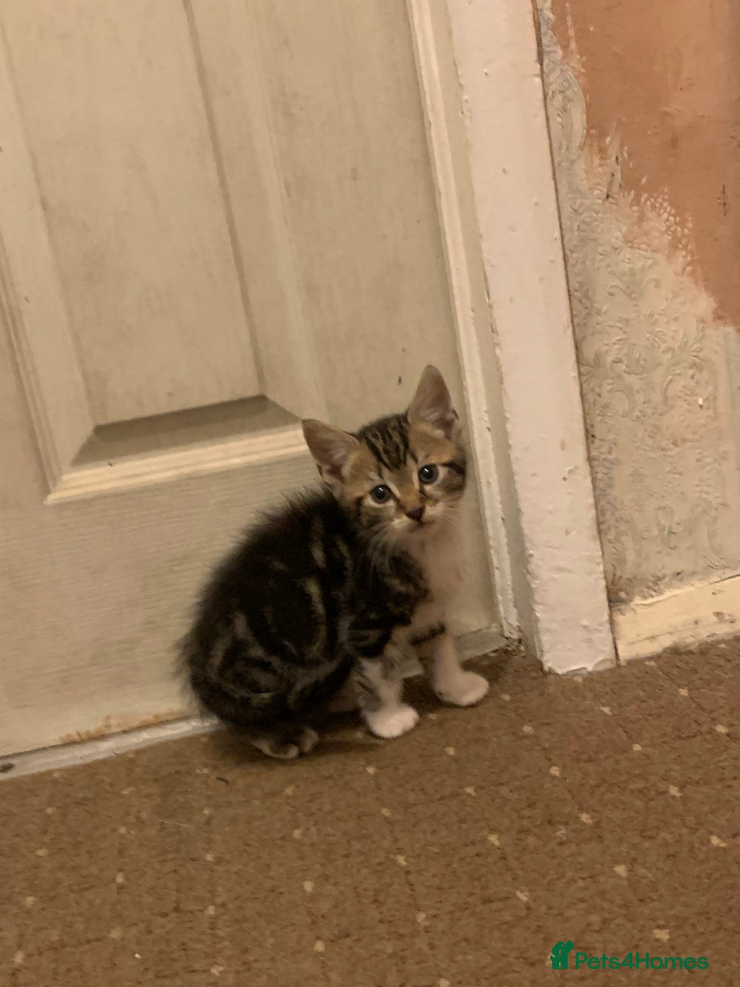 British Shorthair cats for sale: 2 boy kittens ready for there new home - Image 6