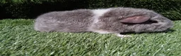 Guinea Pig rodents for sale: Rex guinea pigs  - Advert 16