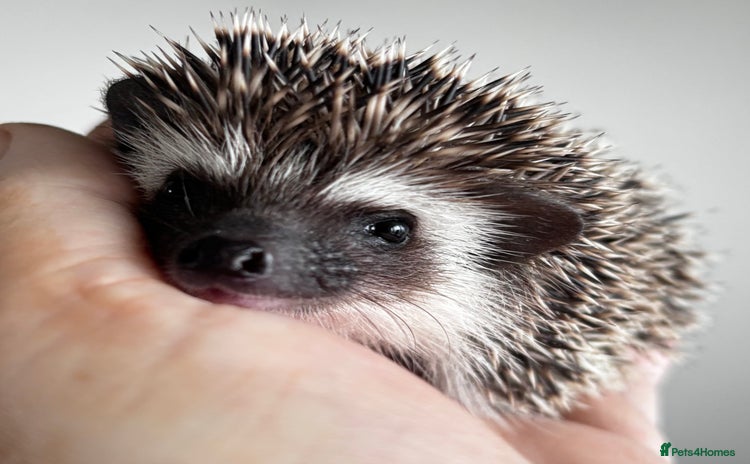Pygmy Hedgehog rodents - Advert 6