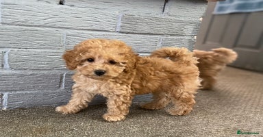 Toy Poodle dogs - Advert 14