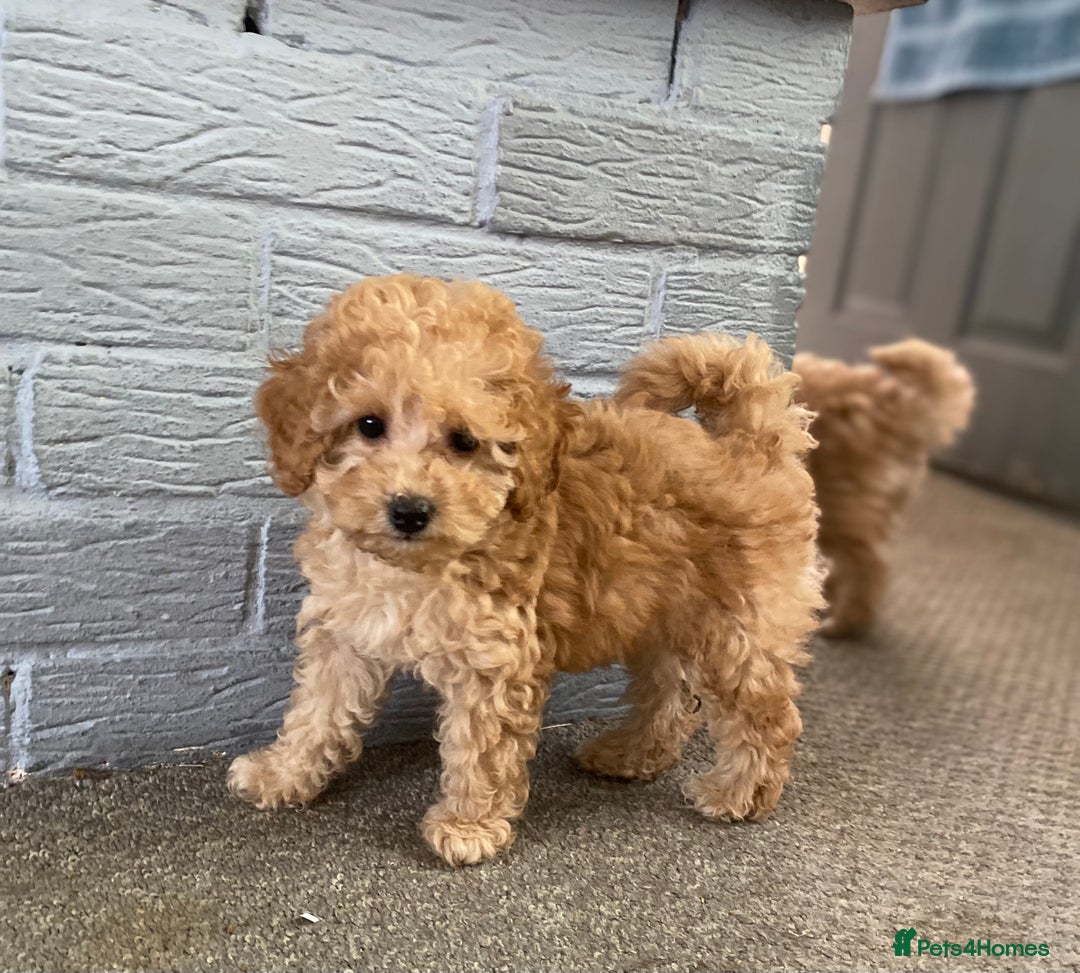 Toy Poodle dogs for sale: KC Girl Toy Poodle Girl  - Image 4