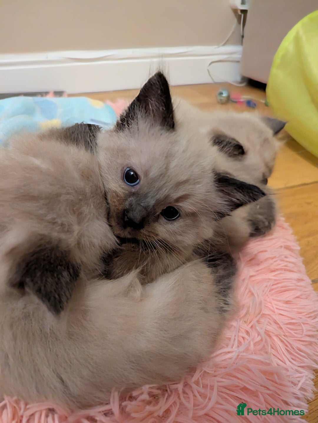 Ragdoll cats for sale: One seal Mink ragdoll remaining  - Advert 9