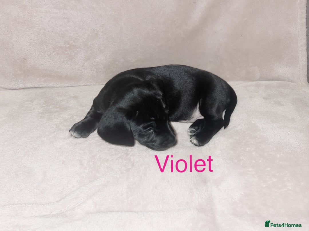 Mixed Breed dogs for sale: Dalmatian x dachshund  - Advert 22