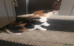 Mixed Breed cats for sale: 5 beautiful kittens  - Image 12