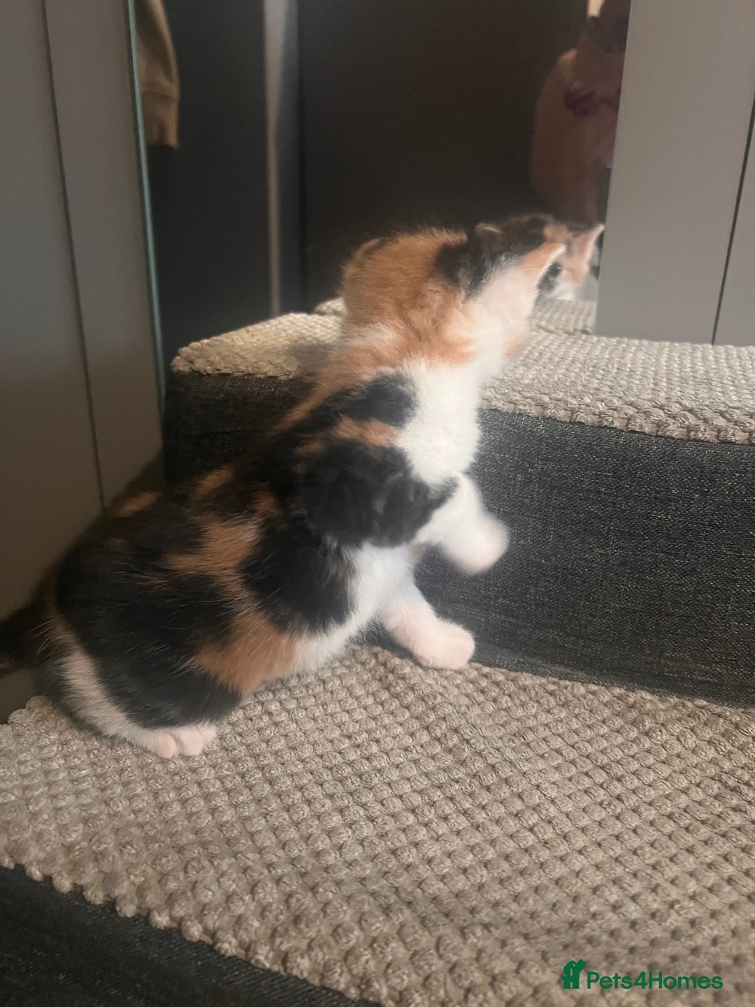 Mixed Breed cats for sale: 5 beautiful kittens  - Image 12