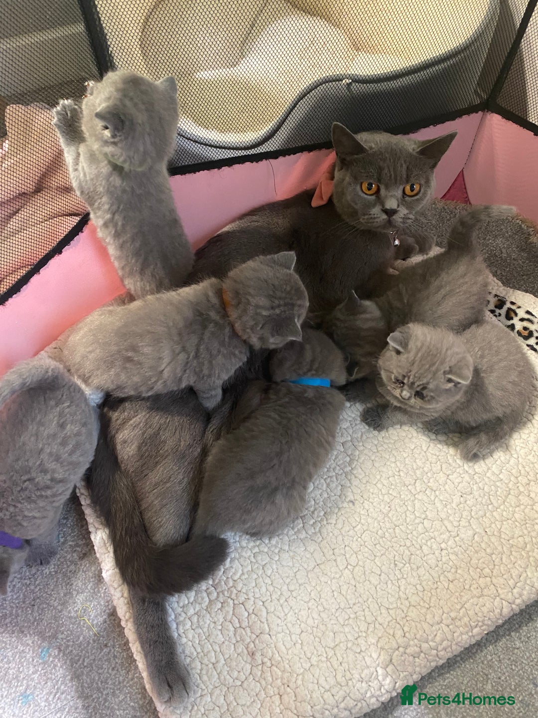 British Shorthair cats for sale: Stunning British Short Hair kitten GCCF/TICA - Image 30