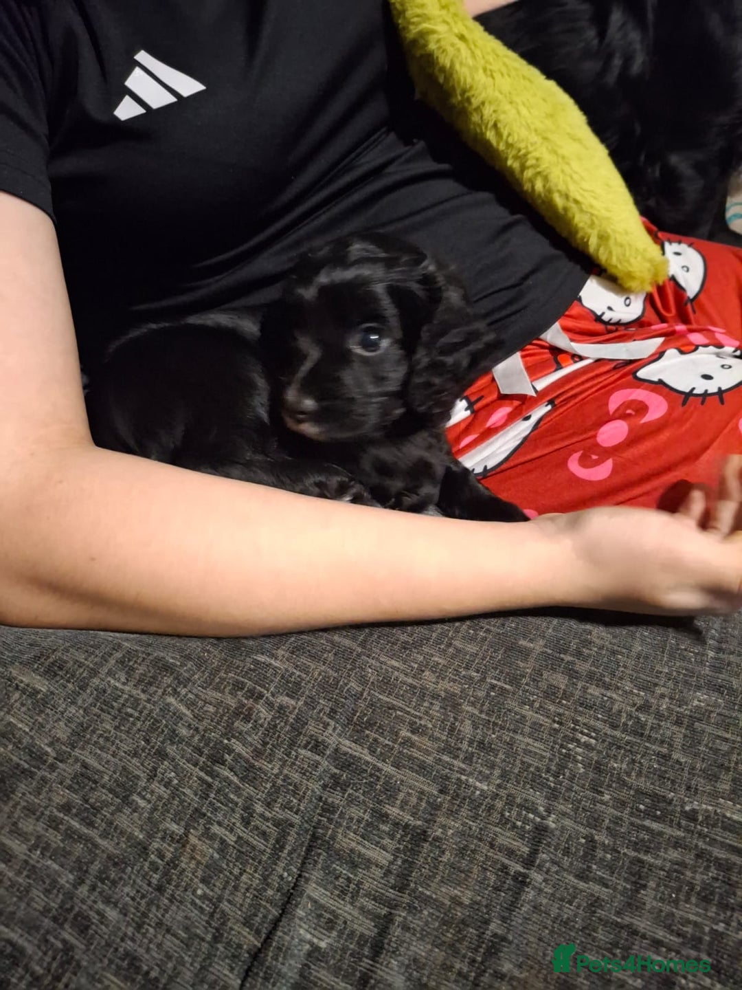 Cocker Spaniel dogs for sale: Cocker spaniel puppy for sale  - Advert 8