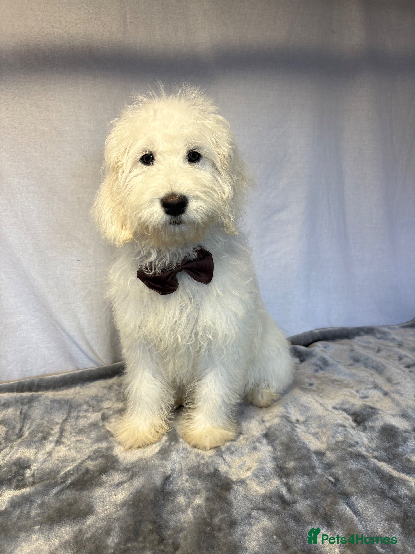 Mini Goldendoodle dogs Adorable goldendoodles  - Advert 1