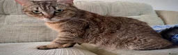 Mixed Breed cats for sale: 🐱 Beautiful Kittens Looking for Loving Homes  - Advert 11