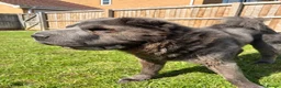 Shar Pei dogs for sale: Rare Blue Bearcoat Shar Pei Male 1 year old - Advert 12
