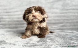 Cockapoo dogs for sale: Beautiful cockapoos looking for forever homes - Image 21