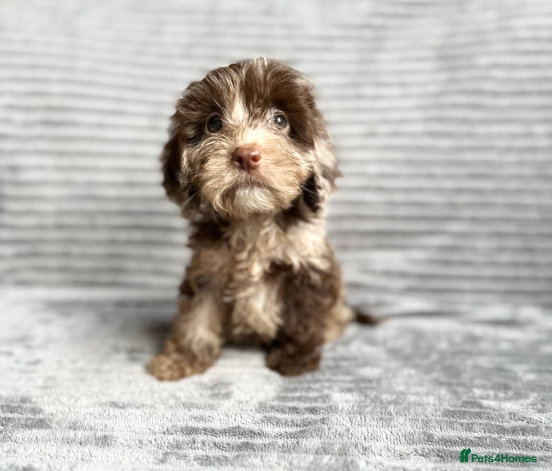 Cockapoo dogs for sale: Beautiful cockapoos looking for forever homes - Image 21