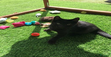 Mixed Breed cats - Advert 8