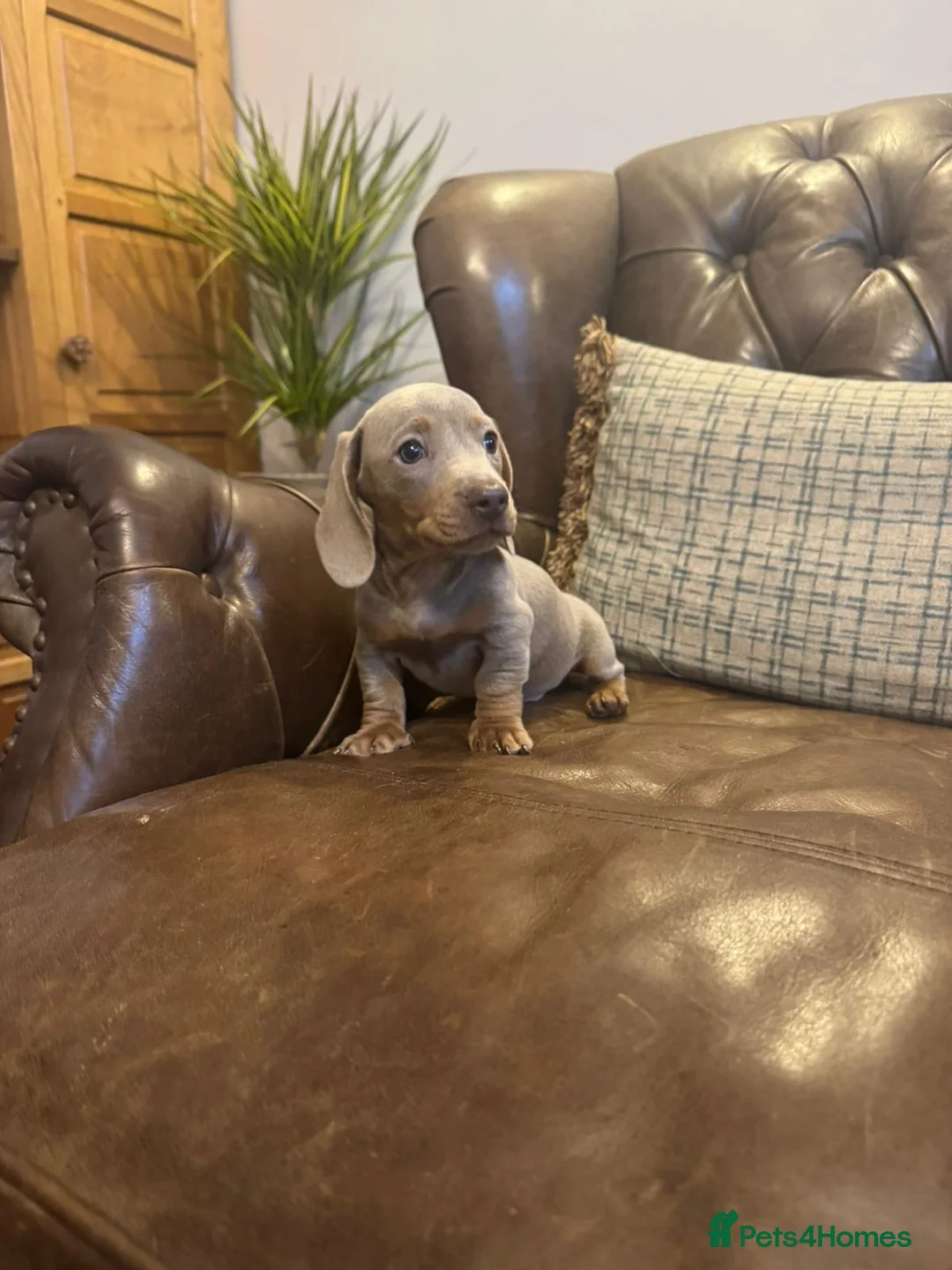Dachshund dogs for sale: Miniature Dachshund Puppies  - Advert 9