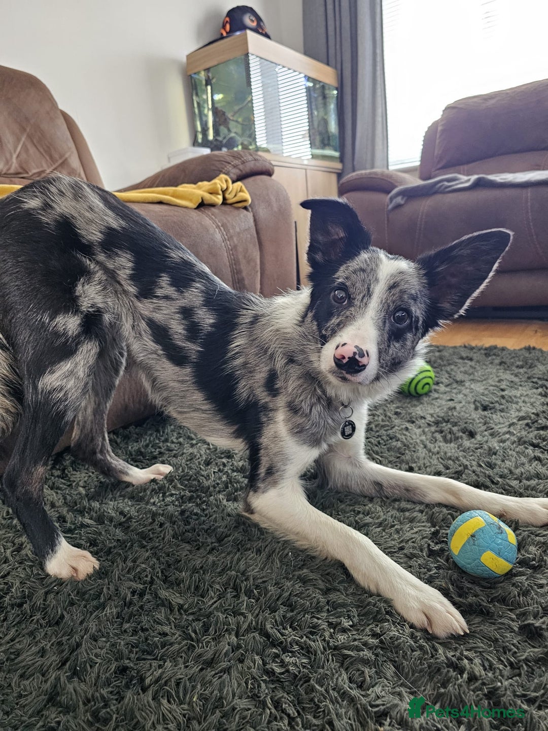 Border Collie dogs for sale: Merle border collie male  - Advert 6