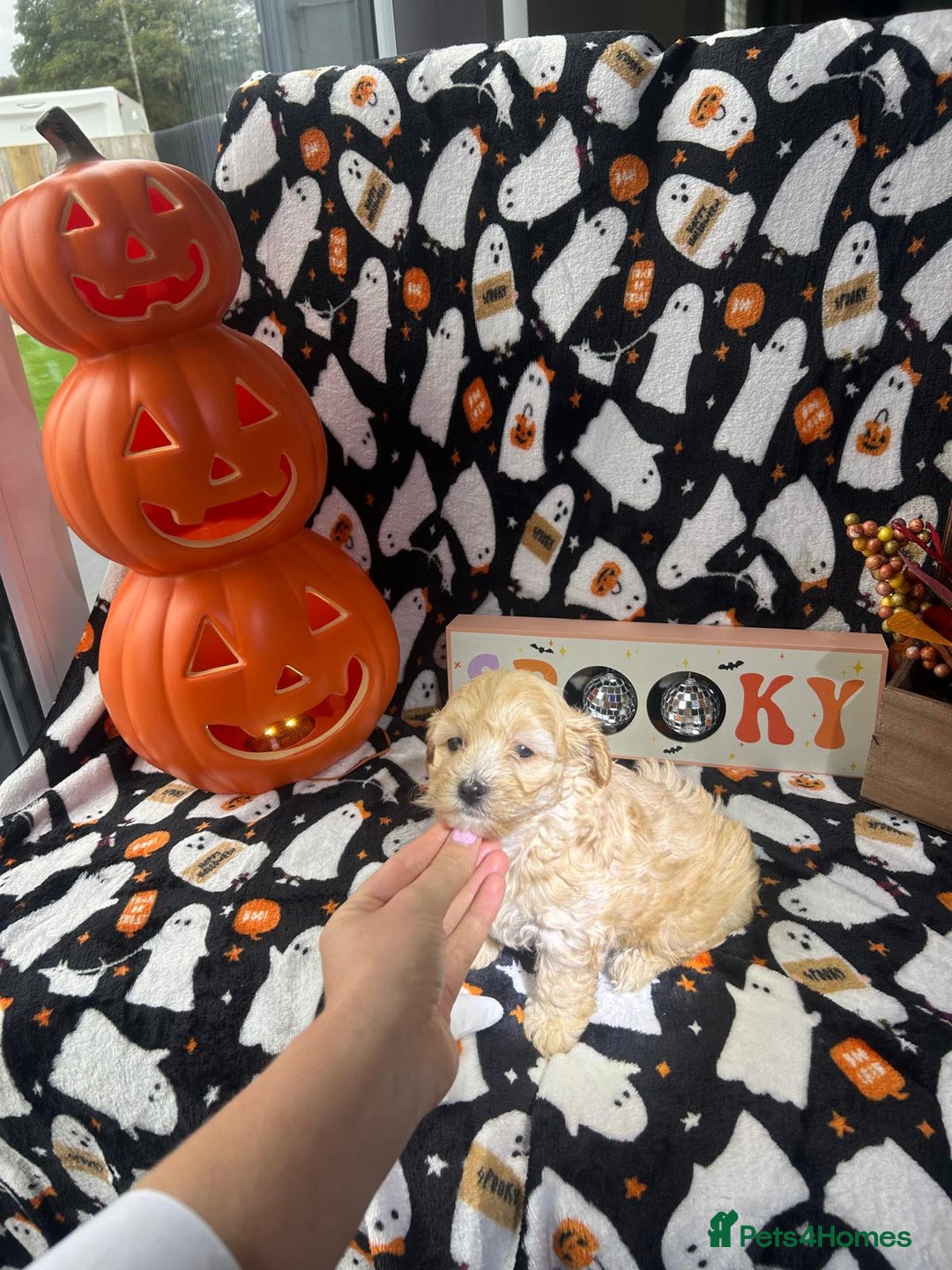 Maltipoo dogs for sale: F1 health tested toy (Asian) maltipoos🩷🩷 - Image 8