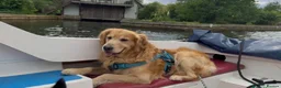 Golden Retriever dogs for sale: Beautiful golden retriever puppies  - Advert 22