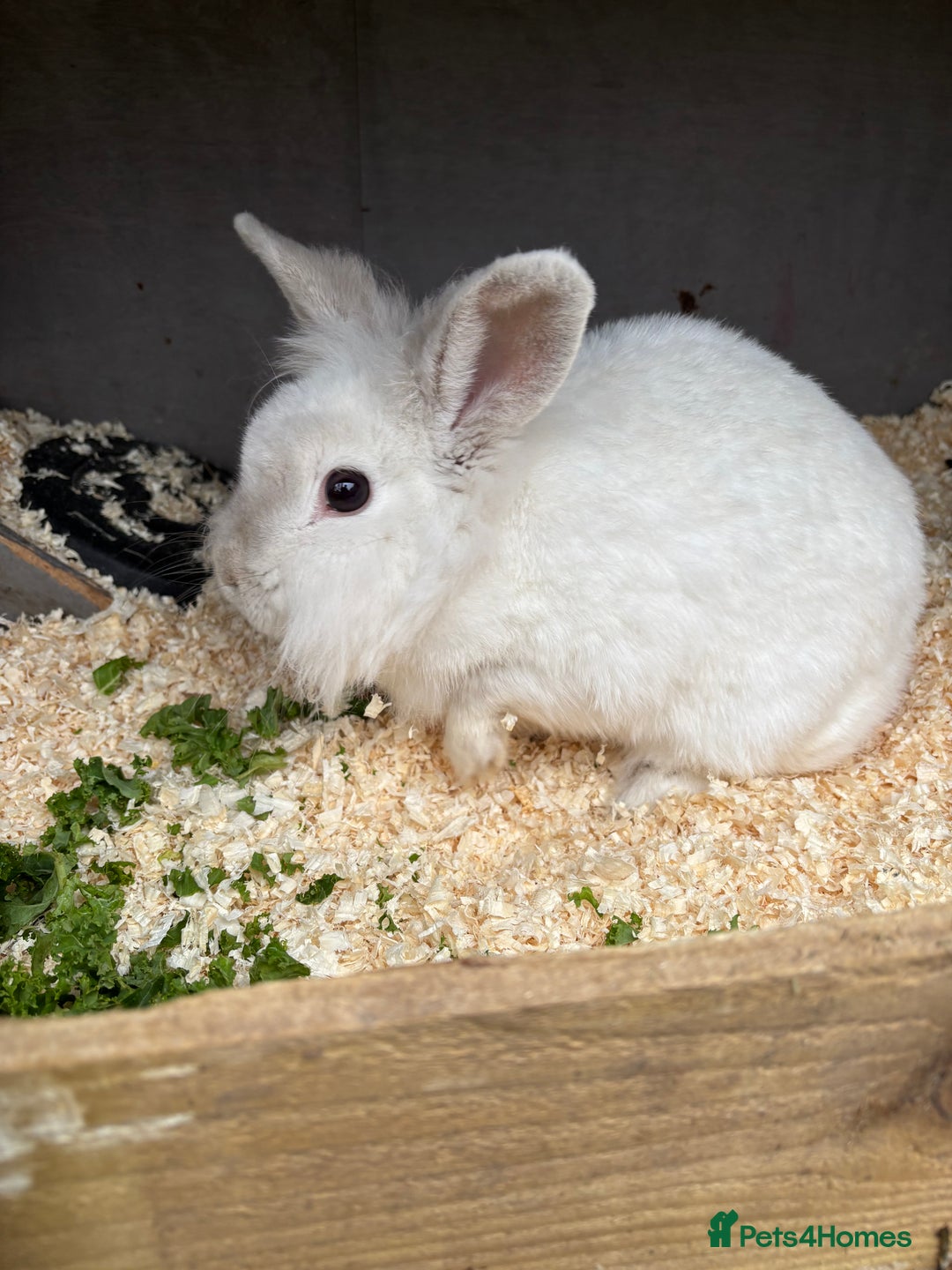 Mixed Breed rabbits for sale: Various rabbits  - Advert 3
