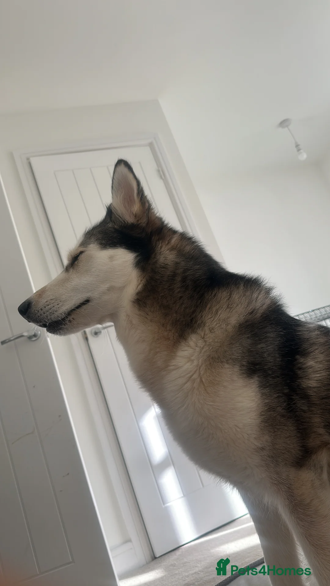 Siberian Husky dogs for sale: Storm - Advert 1