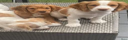 Cocker Spaniel dogs for sale: Red and Lemon & White Working Cocker Spaniels - Advert 17