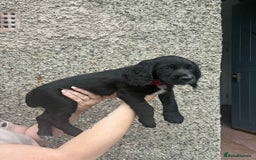 Cocker Spaniel dogs for sale: Working cocker spaniel  - Image 4