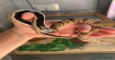 Snake reptiles - Advert 11