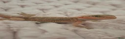 Bearded Dragon reptiles for sale: 100%Het Zero Bearded Dragon baby's  - Advert 11