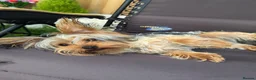 Yorkshire Terrier dogs for sale: Beautiful Yorkshire Terrier - Advert 3