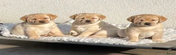 Labrador Retriever dogs for sale: Repeat mating  - Advert 6