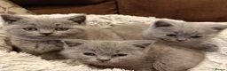 British Shorthair cats for sale: Blue British shorthairs kittens with GCCFpedigree in Taunton - Advert 2